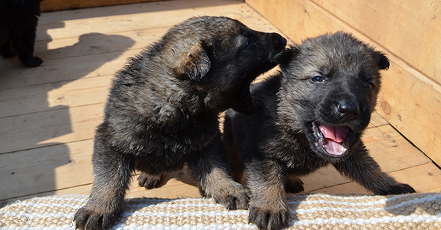 Первые восемь щенят появились в новом отделении племенного питомника в УФСИН