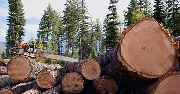 Житель Коношского района обвиняется в незаконной рубке деревьев