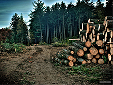 В Устьянском районе незаконно вырублено 34,2 кубических метра леса