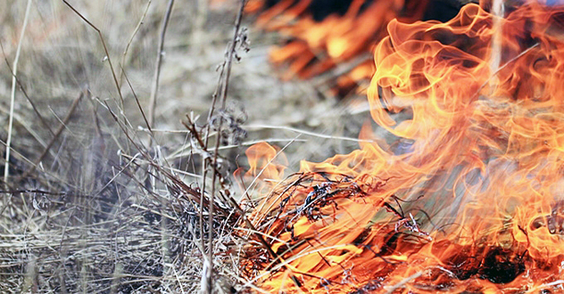 В Архангельской области с 1 мая объявлен пожароопасный сезон