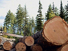 Житель Коношского района обвиняется в незаконной рубке деревьев