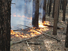 Прокуратурой области организован надзор за исполнением законодательства в сфере охраны лесов от пожаров