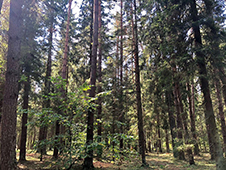 В Архангельской области по инициативе природоохранного прокурора в федеральную собственность возвращены 13 лесных участков общей площадью 99,7 га