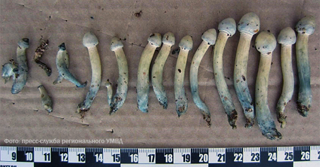 Осужден житель Новодвинска, выращивающий галлюциногенные грибы