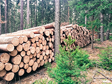 В Вельском районе вынесен приговор по уголовном уделу о хищении продуктов лесообработки