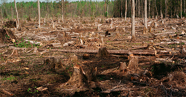 ООО «Онего-Вельск» возместит ущерб,  причиненный незаконной рубкой леса  на арендуемой ими территории